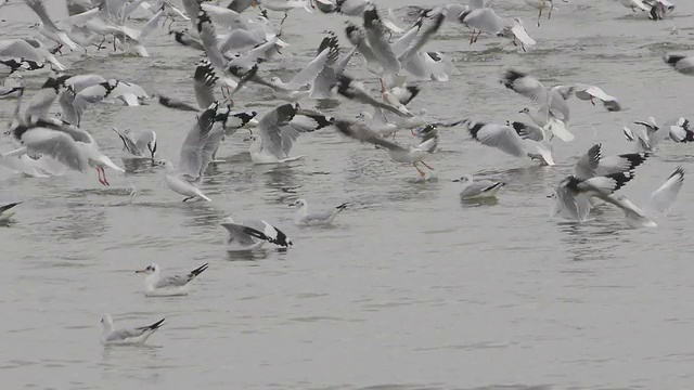 飞翔的海鸥视频素材