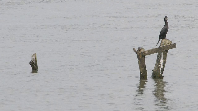 海鸟视频素材