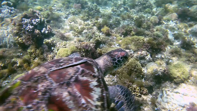 水下游泳的海龟视频素材