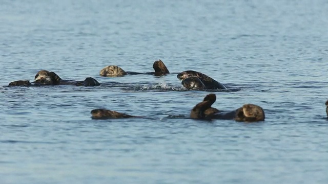 高清视频野生濒危海獭荚蒙特利湾加利福尼亚视频素材