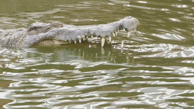 鳄鱼在池塘视频素材