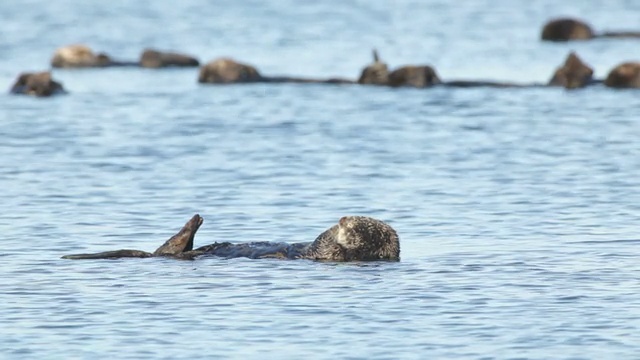 高清视频野生睡眠海獭筏蒙特利湾加利福尼亚视频素材