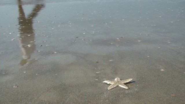 海星想要回海里视频素材