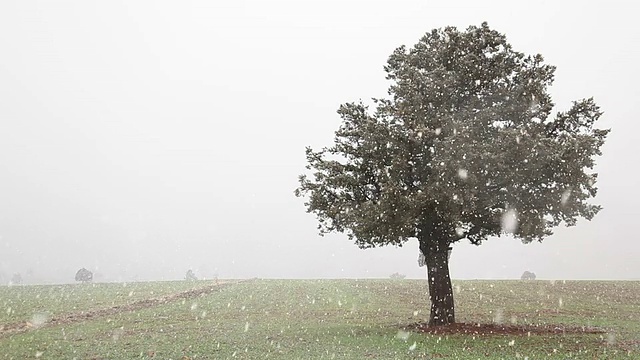 暴风雪中的橡树视频素材