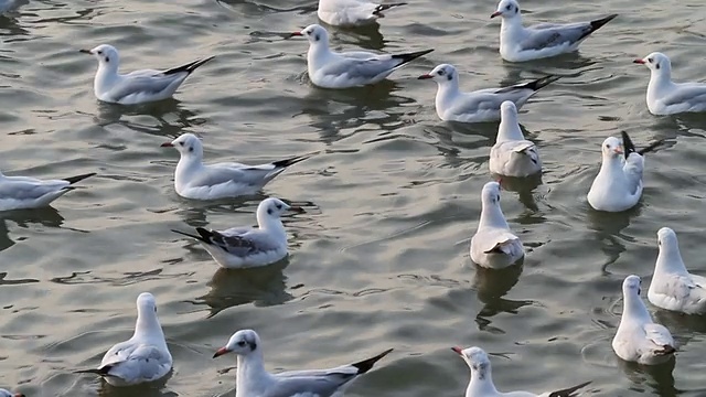 群海鸥视频素材