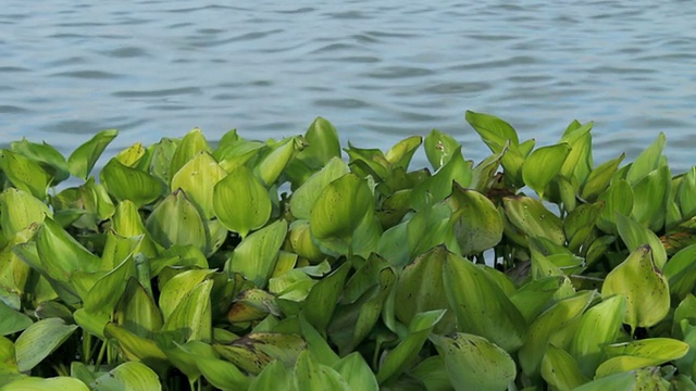 河中的水葫芦视频素材