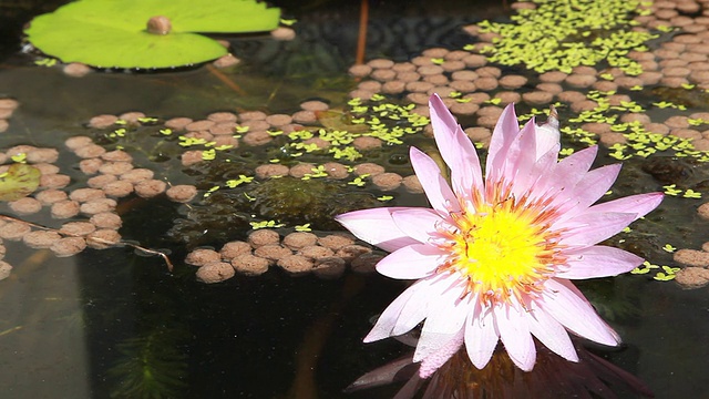 荷花在池塘里。视频素材