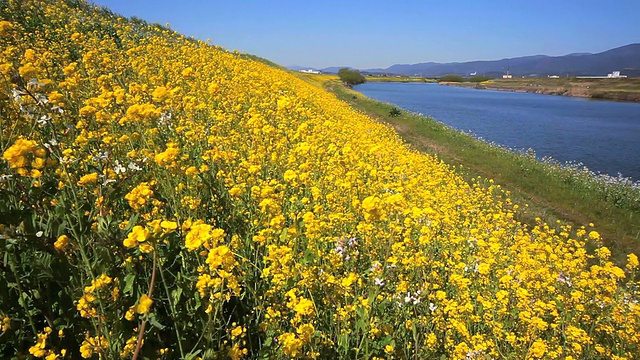 日本九州侯满河油菜田。视频素材