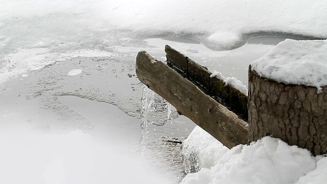 木槽在雪2视频素材