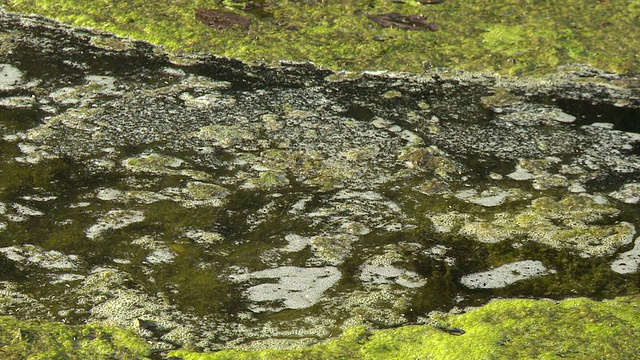 高清:水污染视频素材