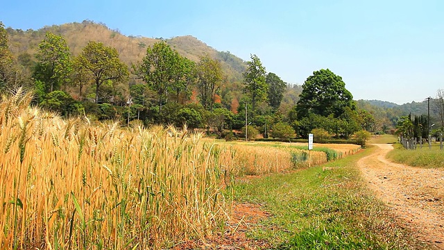 麦田视频素材