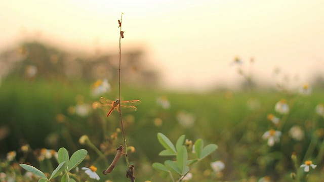 蜻蜓视频下载