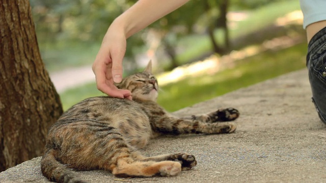 未驯服的猫视频素材