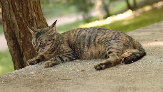 未驯服的猫视频素材