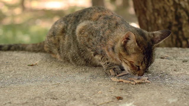 未驯服的猫视频素材