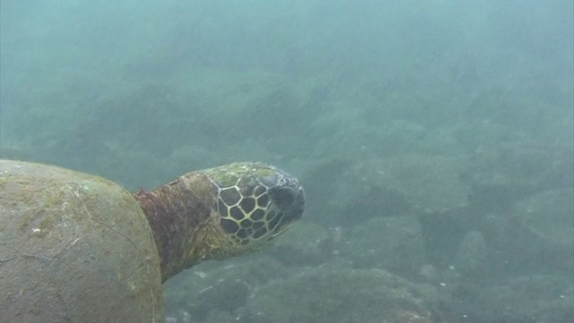 夏威夷游海龟视频素材