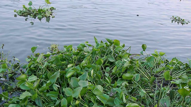 水葫芦视频素材