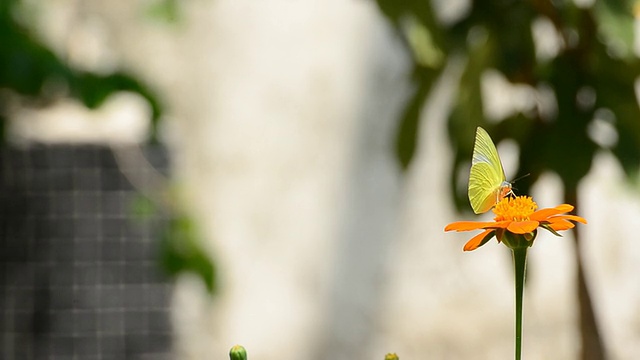 蝴蝶视频素材