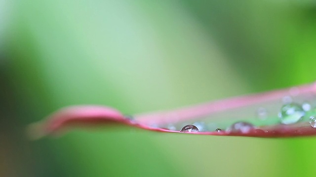 露水视频下载