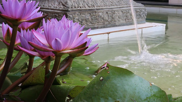 荷花和水落在水池里视频素材