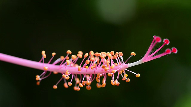 芙蓉视频素材