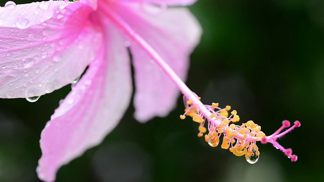 芙蓉视频素材