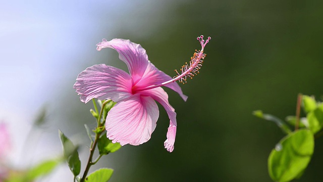 芙蓉视频素材