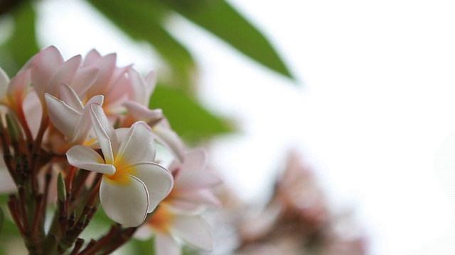 粉红色的鸡蛋花花视频素材