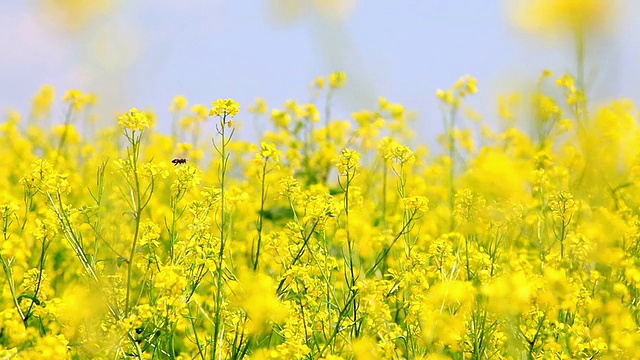 油菜视频素材