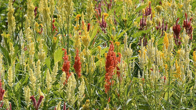 野外开花植物特写视频素材