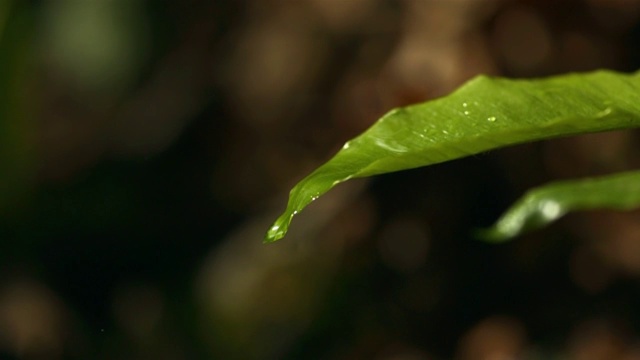 HD超级慢动作:雨滴落在绿叶上视频素材