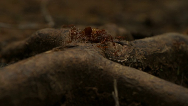 蚂蚁视频素材
