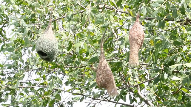 织巢鸟(Baya weaver)视频下载