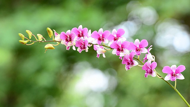 紫色的兰花视频素材