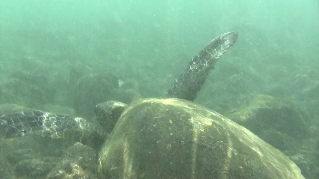 夏威夷游海龟视频素材