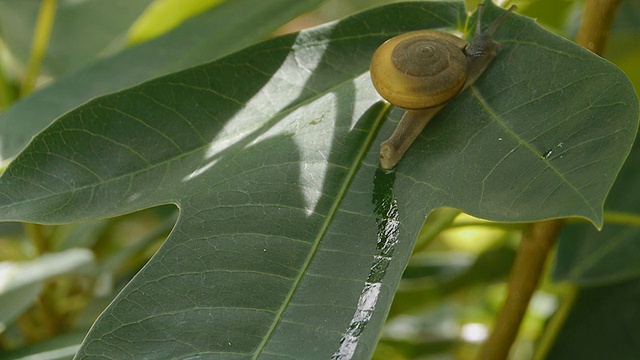 小蜗牛视频素材