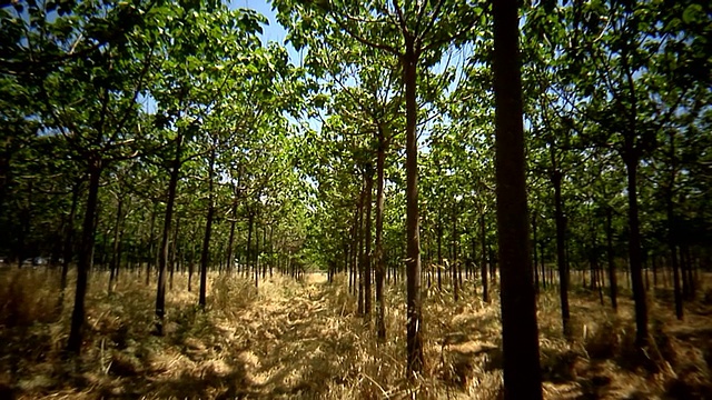 漂浮在梦幻森林里视频下载