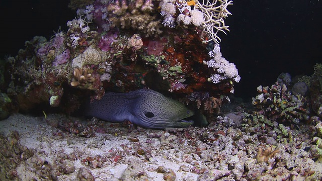 海鳗吃鱼视频素材