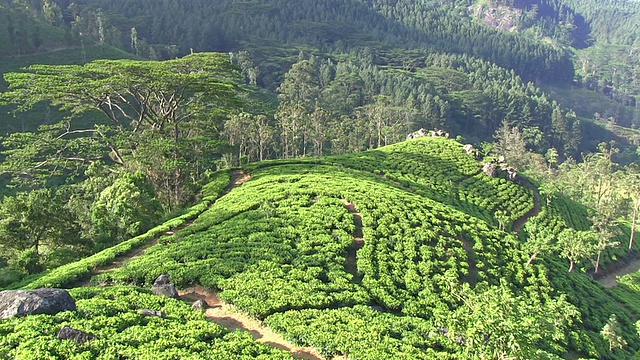 斯里兰卡的有机茶园视频素材