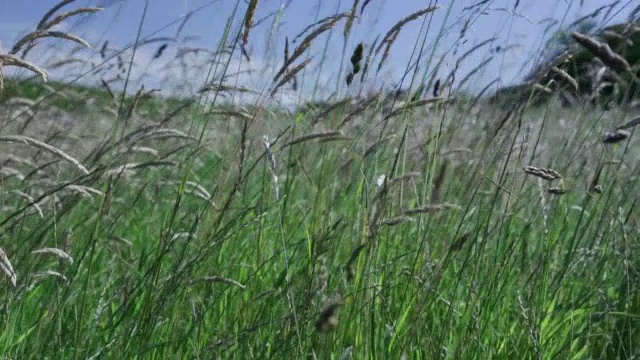 野草……视频下载