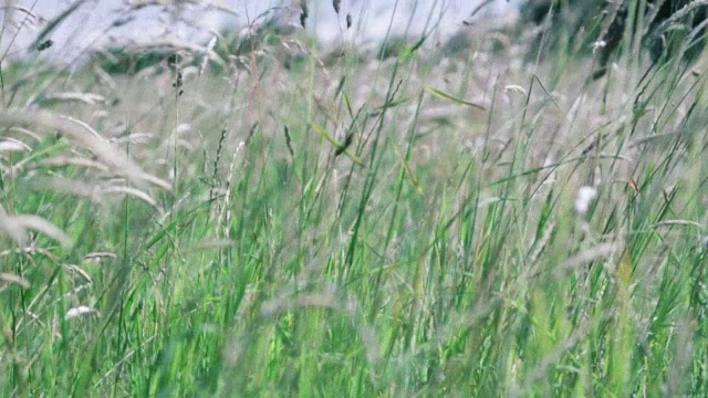 夏天领域……视频下载