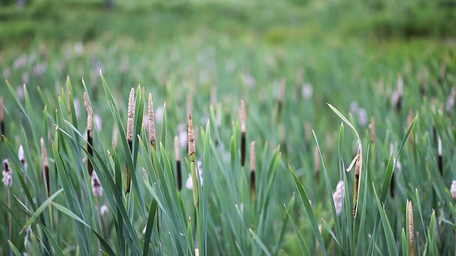 芦苇在微风中沙沙作响视频素材