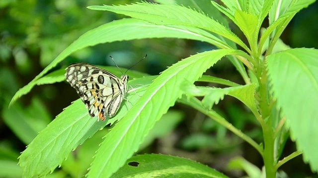 蝴蝶吃花粉视频素材