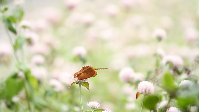 蜻蜓在花视频素材