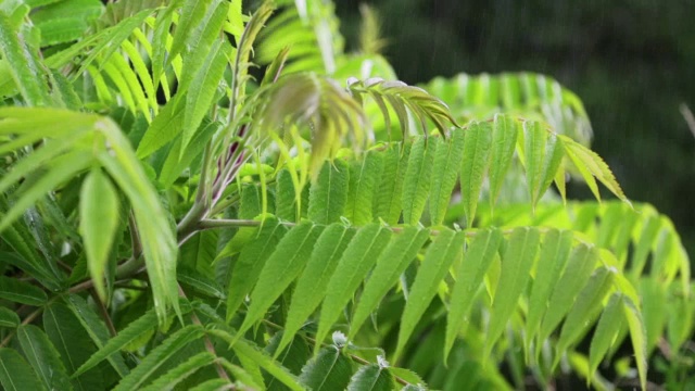 雨停……视频下载