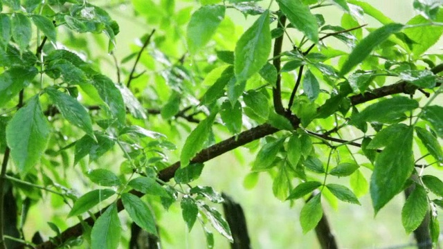 夏雨……视频素材