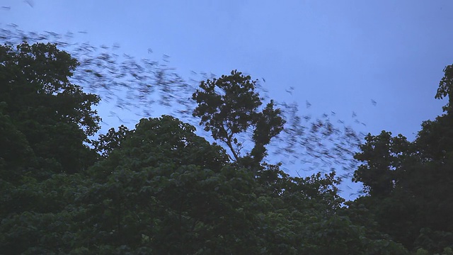 黄昏时，数百万只蝙蝠从洞穴中飞来视频素材