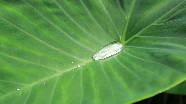 雨水落在树叶上视频素材