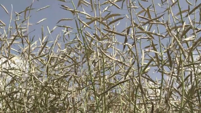 粮食领域。蒙太奇视频素材