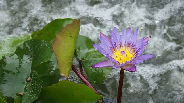 紫色的莲花(荷花)视频素材